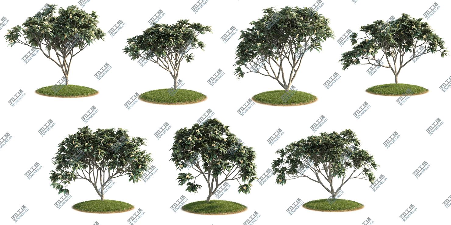 images/goods_img/2021040162/- 7 Plumeria-Frangipani Trees (-GrowFX) by/2.jpg